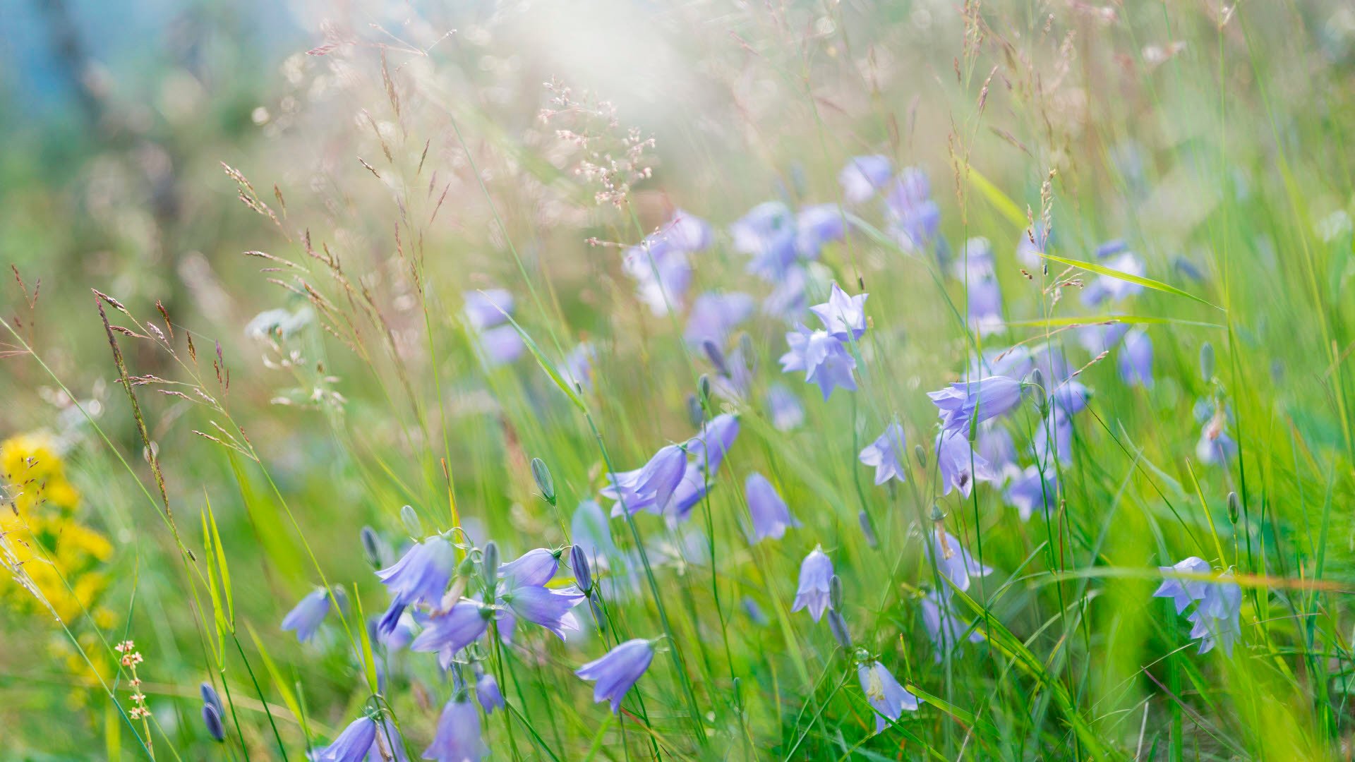 Fotograf: Magnus Ström
Bildbyrå: Johnér Blåklockor på blommande äng