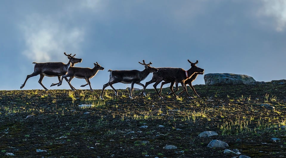 Fotograf: Mikael Svensson
Bildbyrå: Johnér Springande renar